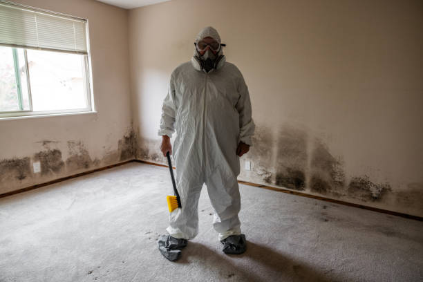 Best Post-Flood Mold Remediation in Harvey, LA